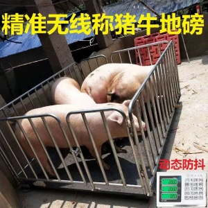 养殖场用无线电子地磅 围栏地磅，称猪牛羊地磅